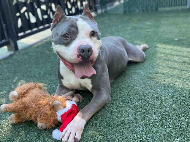 Enlarge VIRGIL, a Adoptable Pit Bull Terrier in Bonita, CA image 1/1