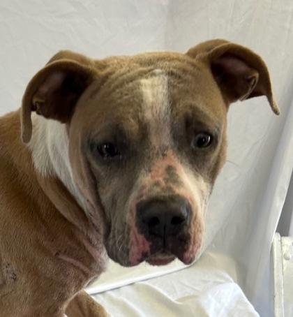 Turk, Adoptable, Adult Male Pit Bull Terrier & Mixed Breed.