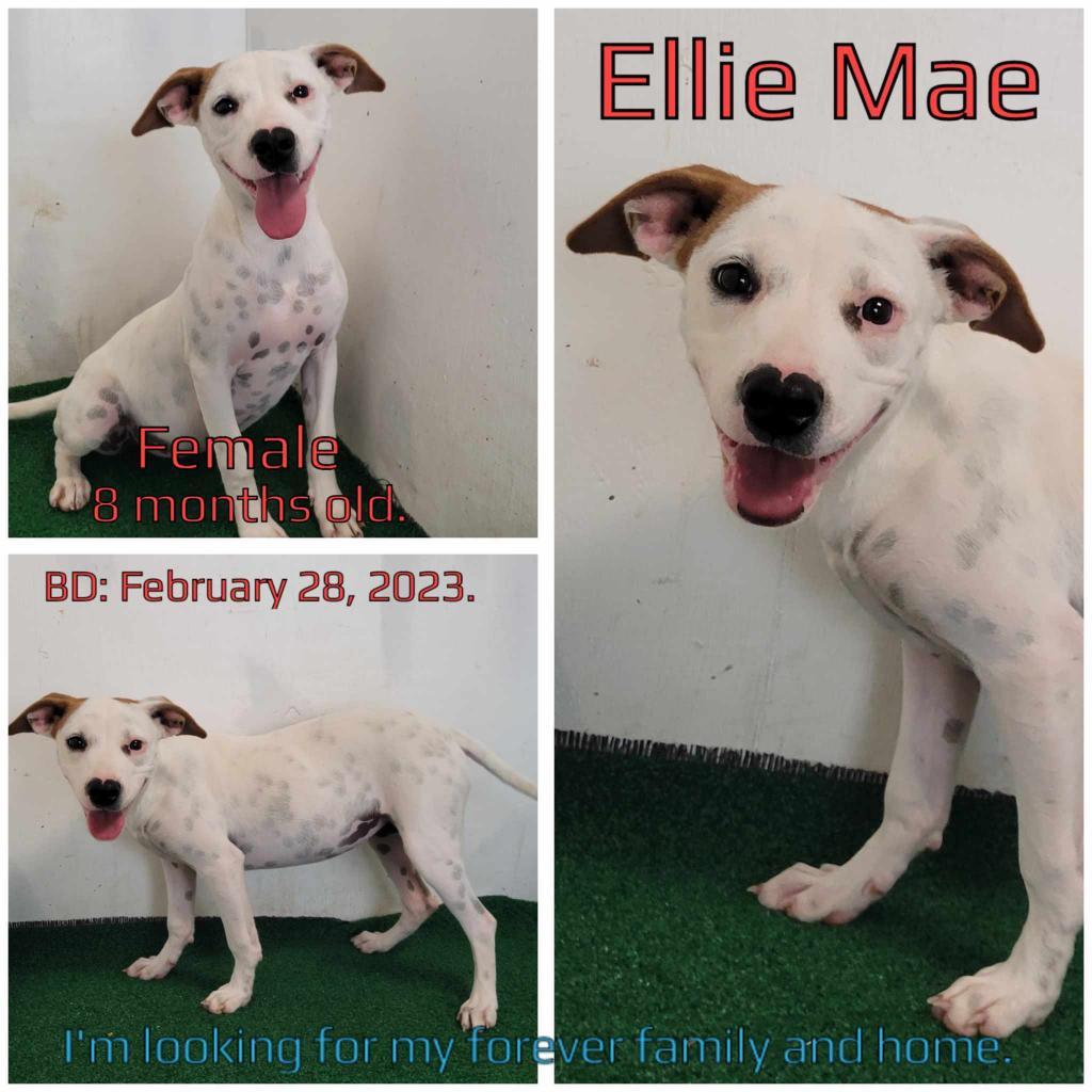 Ellie Mae — thumbnail 2