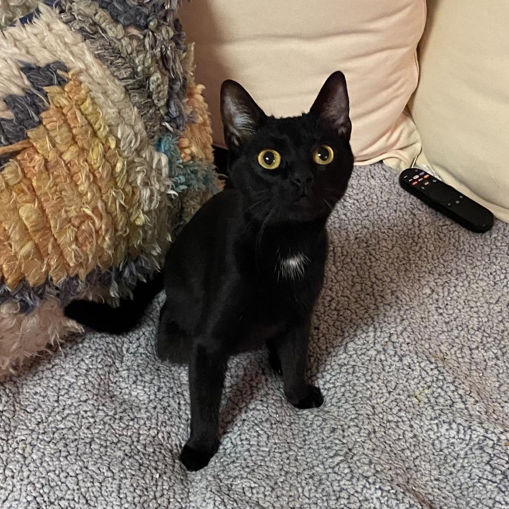 BRITTNEY, Adoptable, Adult Female Domestic Short Hair.