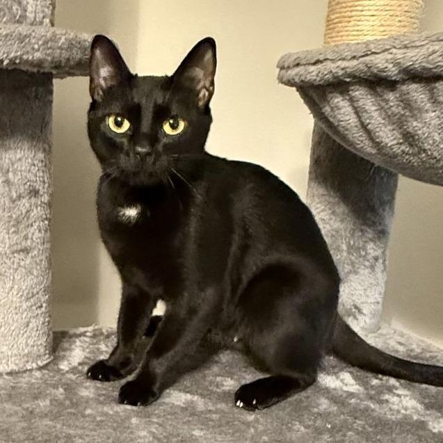 BRITTNEY, a Adoptable Domestic Short Hair in Marietta, GA image 2/2