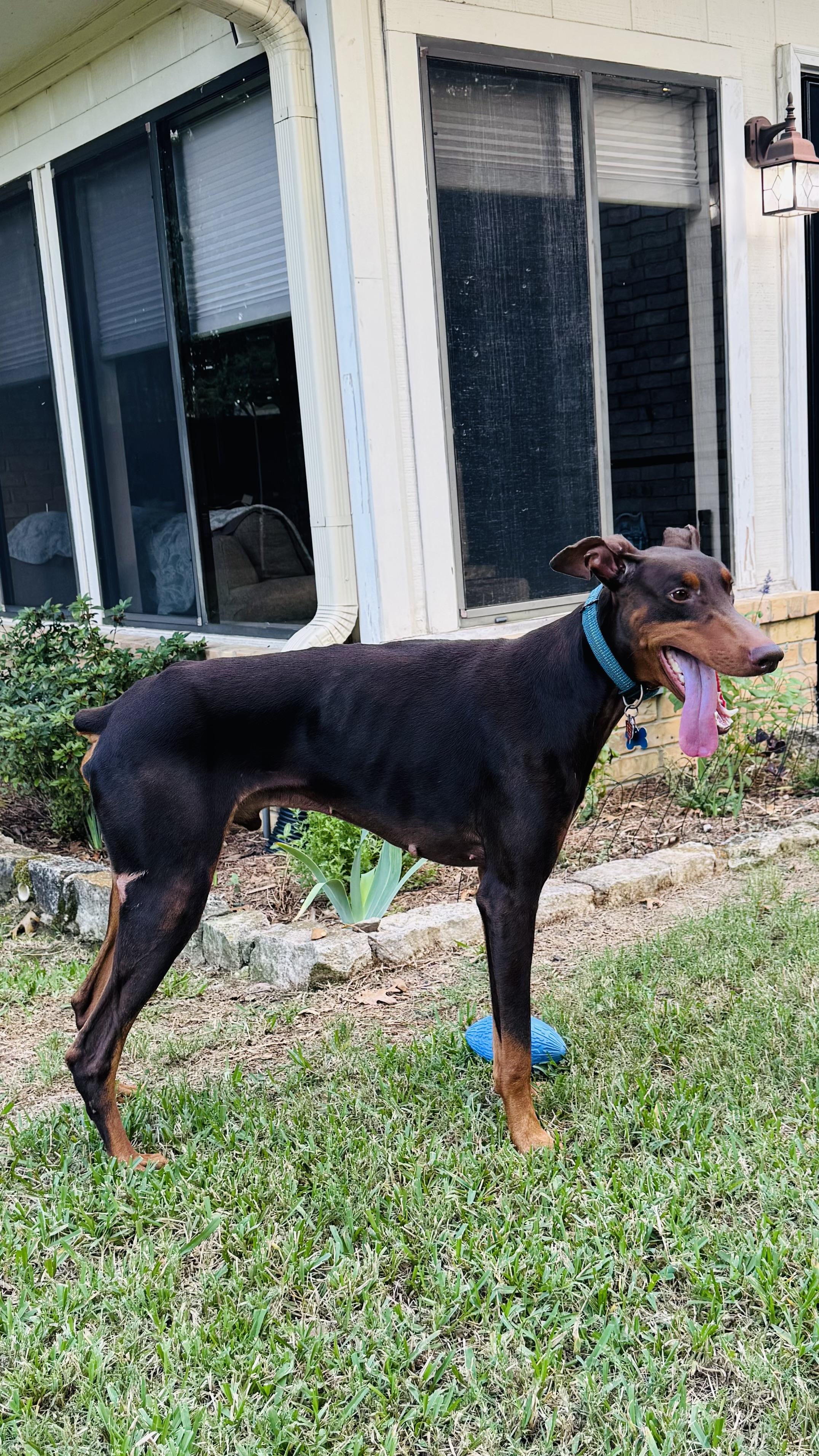 Dash, Adoptable, Adult Male Doberman Pinscher.