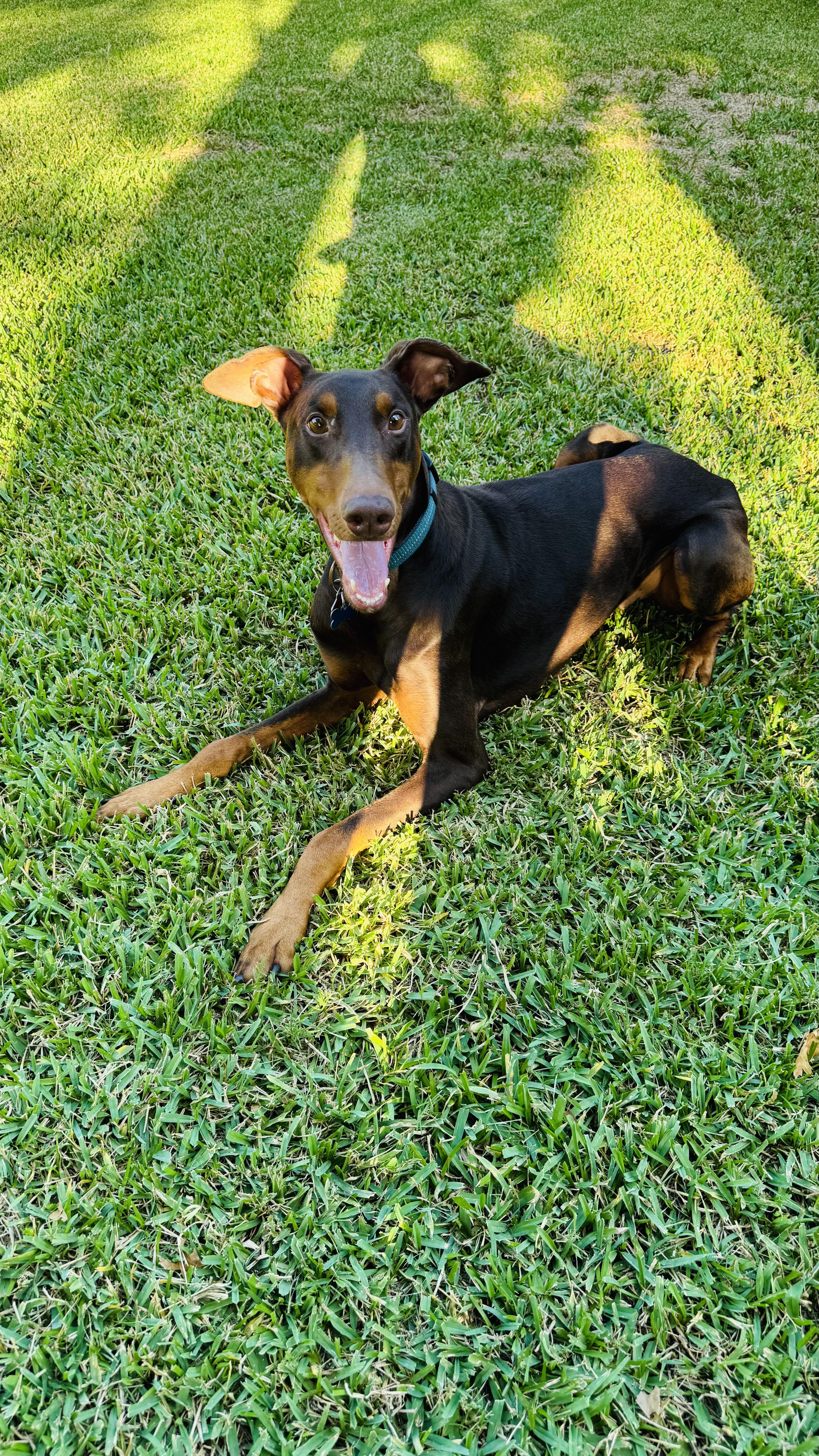Enlarge Dash, a Adoptable Doberman Pinscher in Tyler, TX image 2/5