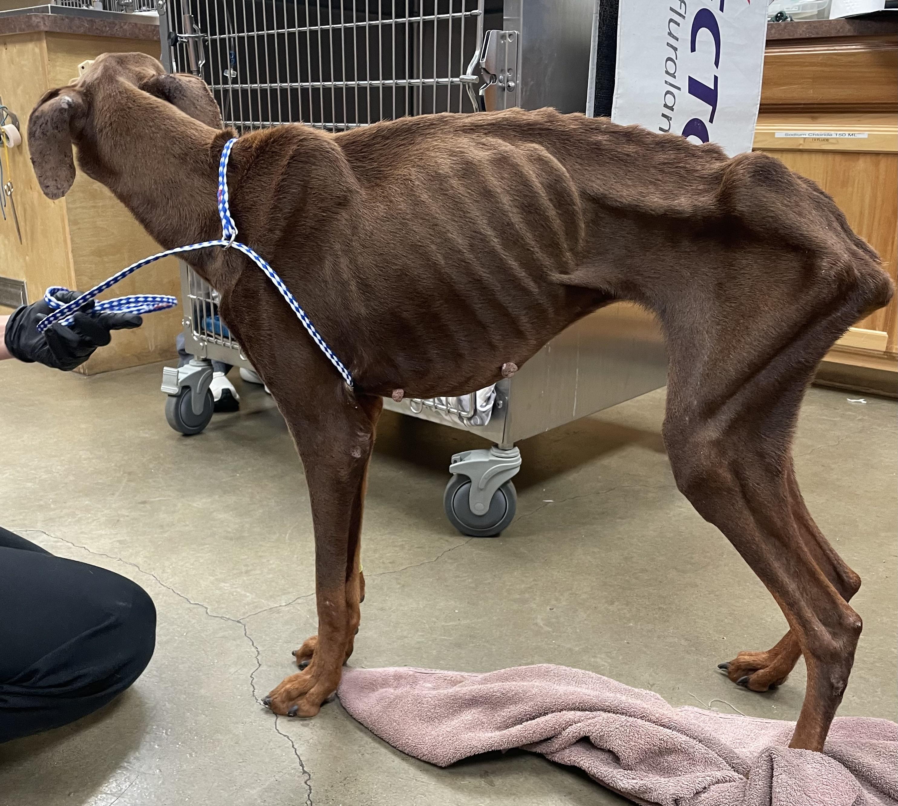 Enlarge Dash, a Adoptable Doberman Pinscher in Tyler, TX image 4/5