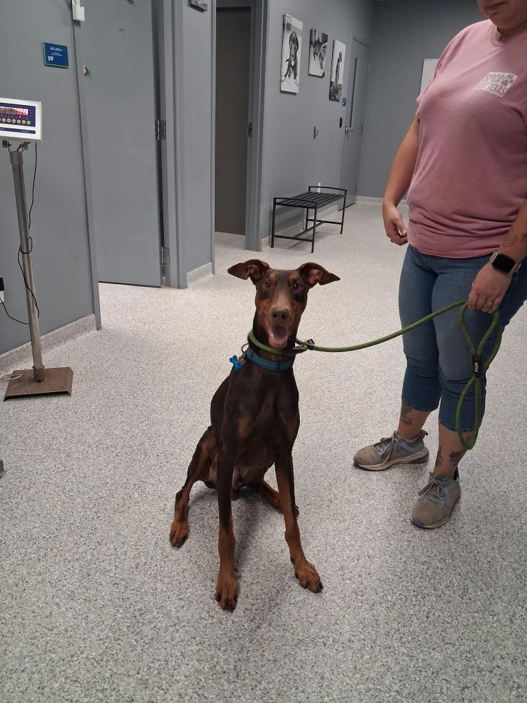 Enlarge Dash, a Adoptable Doberman Pinscher in Tyler, TX image 3/5