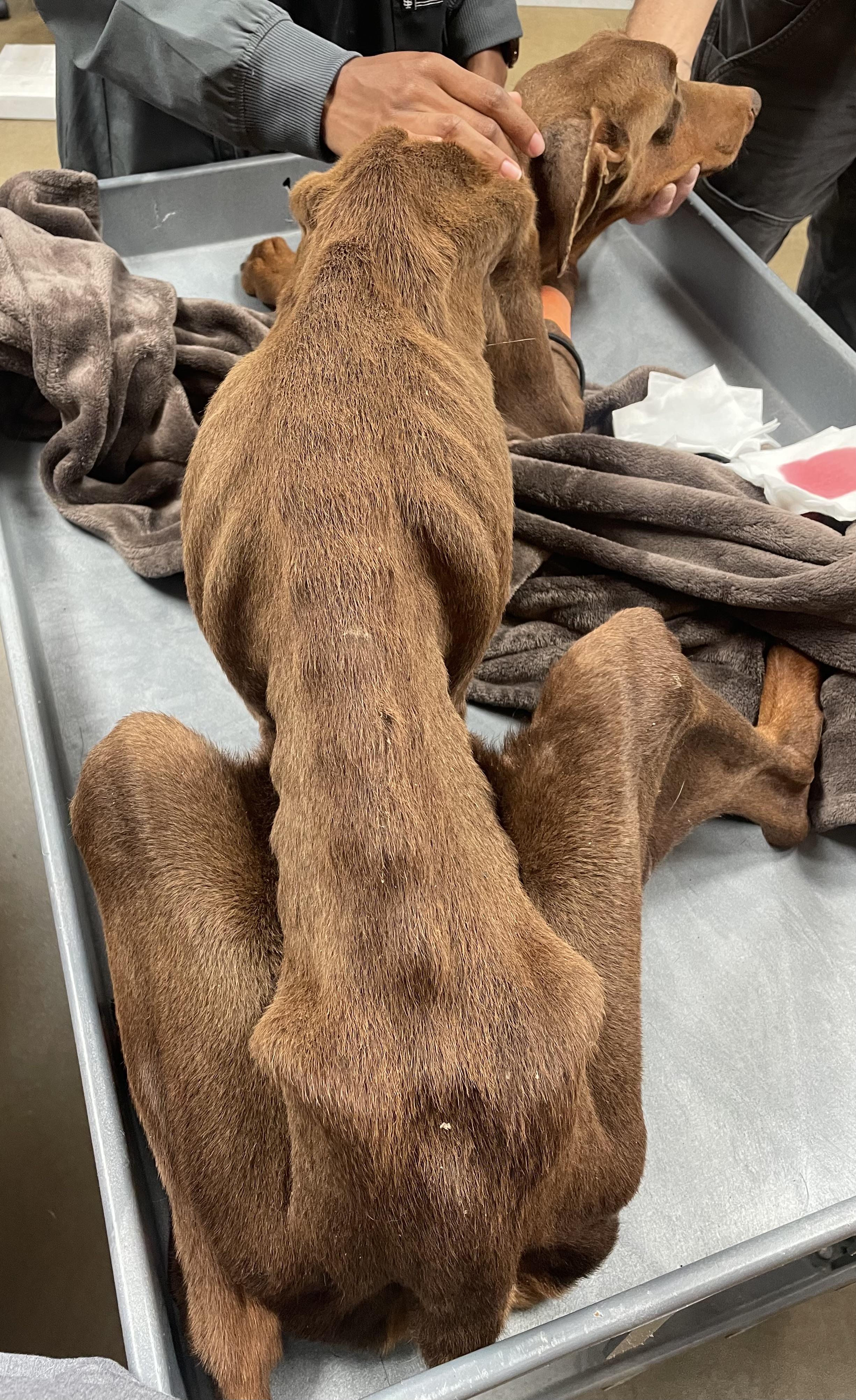 Enlarge Dash, a Adoptable Doberman Pinscher in Tyler, TX image 5/5