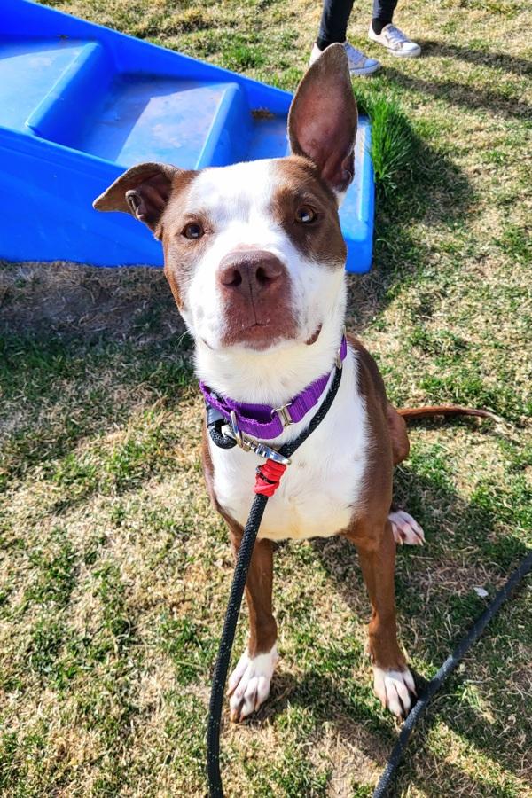 Dolly 45898, Adoptable, Adult Female Pit Bull Terrier.