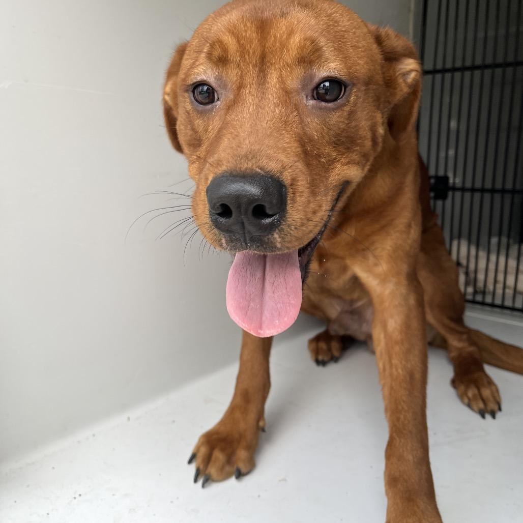 Ferris, Adoptable, Adult Male Mixed Breed.