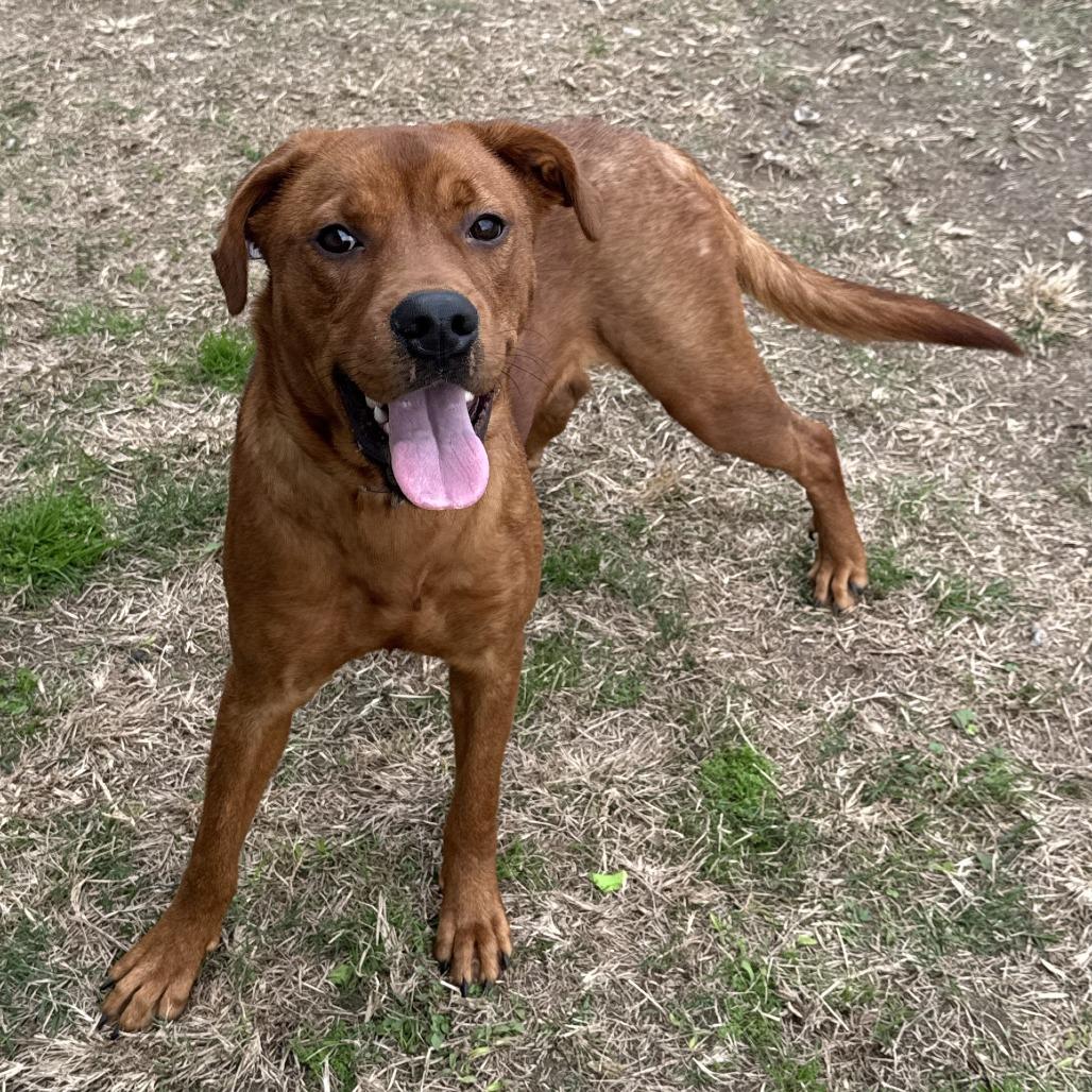 Ferris, a Adoptable Mixed Breed in Beaumont, TX image 2/3