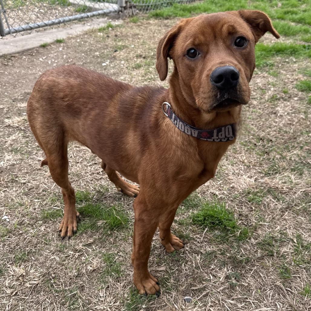 Ferris, a Adoptable Mixed Breed in Beaumont, TX image 3/3