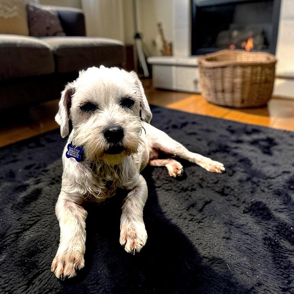 Enlarge Cookie, a Adoptable mixed breed in Oceanside, CA image 2/6