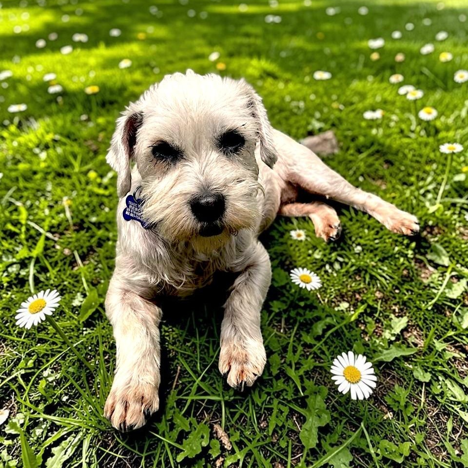 Enlarge Cookie, a Adoptable mixed breed in Oceanside, CA image 1/6