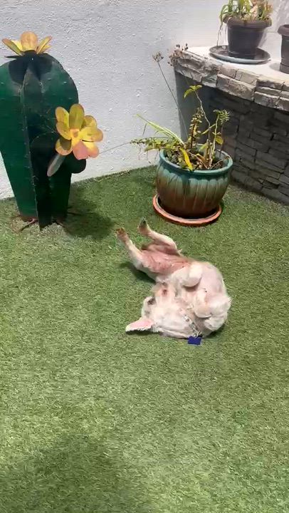 Enlarge Cookie, a Adoptable mixed breed in Oceanside, CA video 6/6