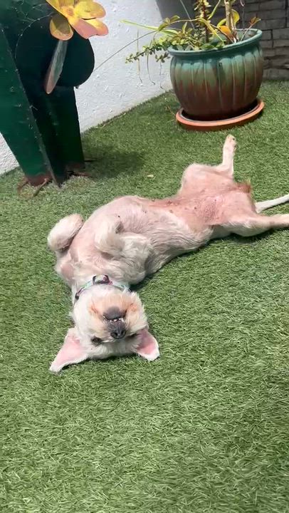 Enlarge Cookie, a Adoptable mixed breed in Oceanside, CA video 5/6