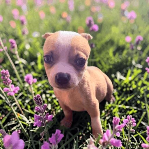 Nova, an adopted mixed breed in Fort Wayne, IN image 5/5