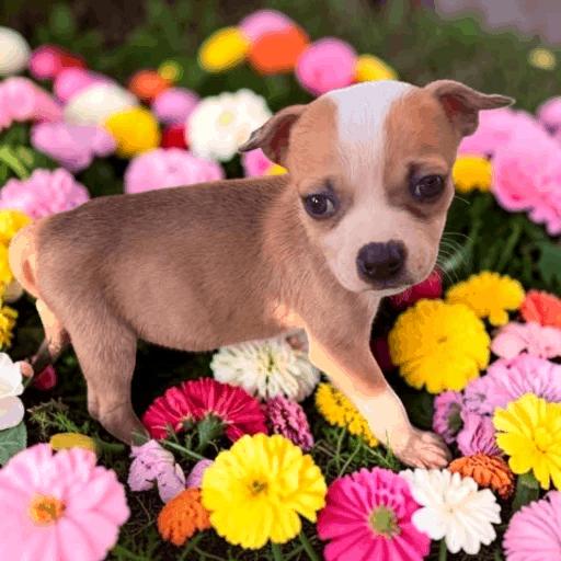 Nova, an adopted mixed breed in Fort Wayne, IN image 2/5