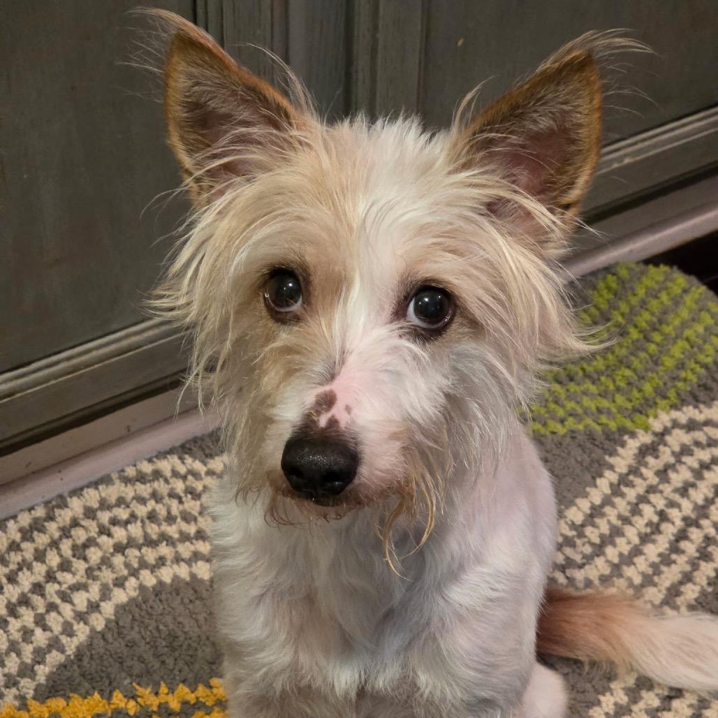 Enlarge Sissy, a Adoptable mixed breed in Louisville, KY image 1/1