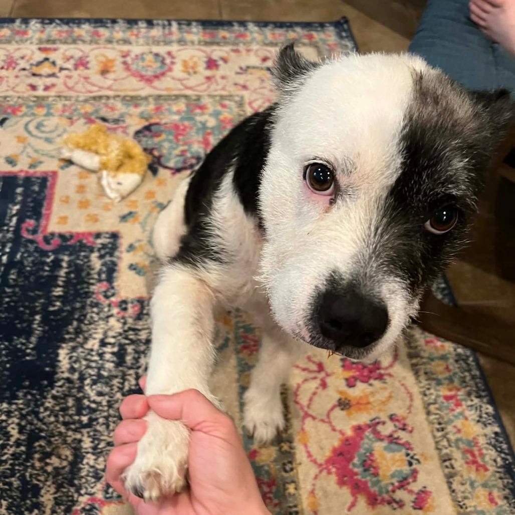 Maeve O'Fluffiness, Adoptable, Adult Female Pit Bull Terrier & Standard Schnauzer.