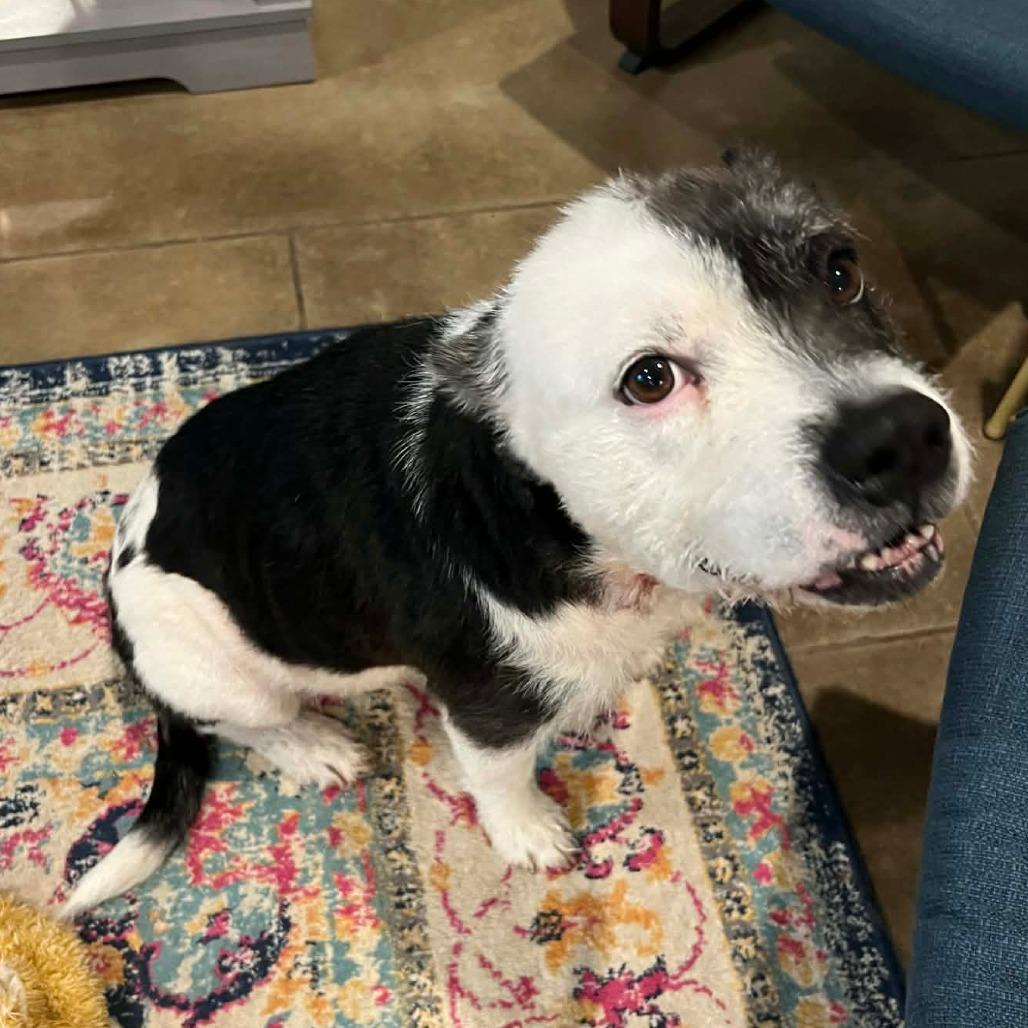 Enlarge Maeve O'Fluffiness, a Adoptable mixed breed in Newcastle, OK image 2/3