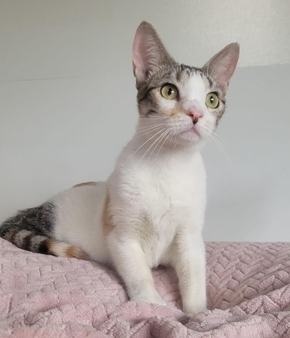 Emma, adopted, Young Female Calico.