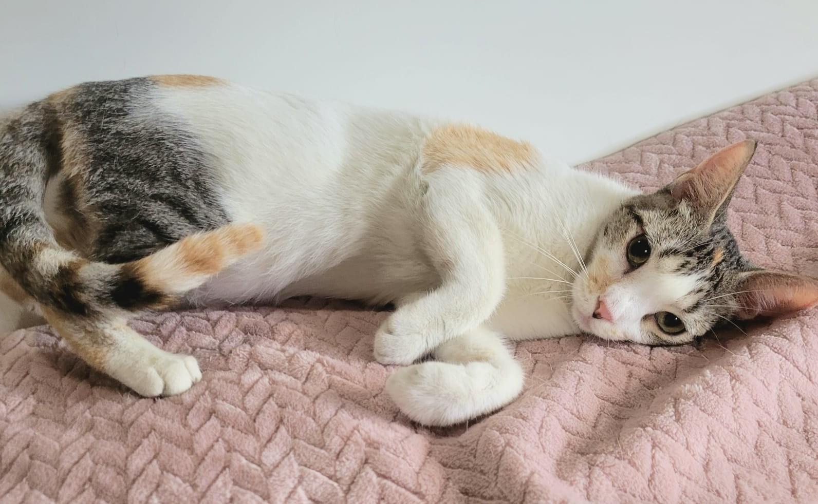 Enlarge Emma, an adopted Calico in Somerville, MA image 2/6