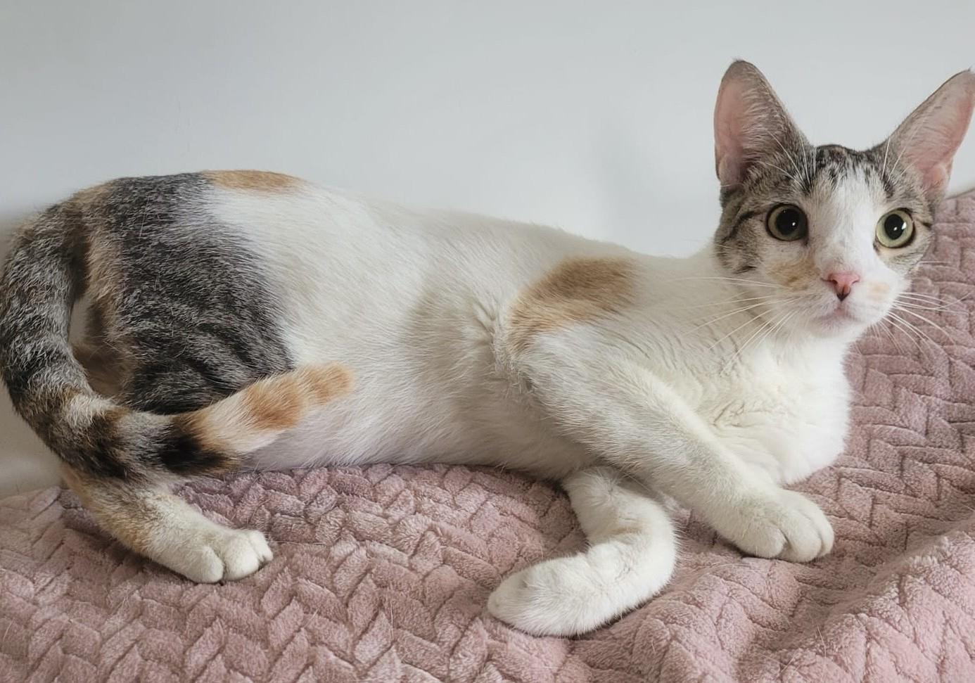 Enlarge Emma, an adopted Calico in Somerville, MA image 4/6