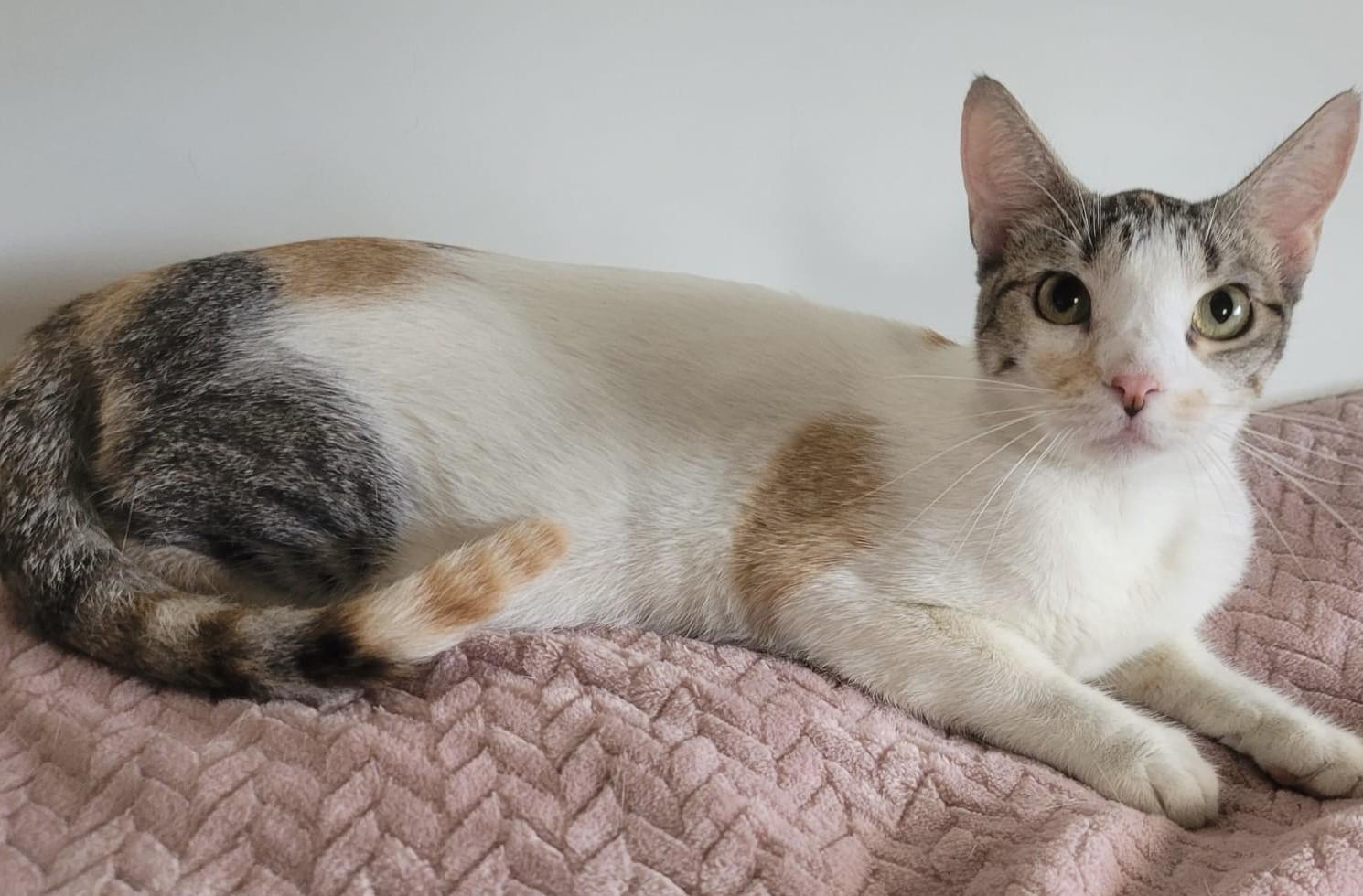 Enlarge Emma, an adopted Calico in Somerville, MA image 5/6