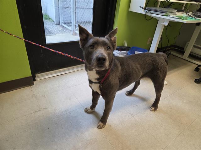 Enlarge DIXIE, a Adoptable mixed breed in Kent, WA image 1/1