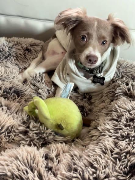 Enlarge Lucky, a ADOPTABLE mixed breed in Oakley, CA image 1/2