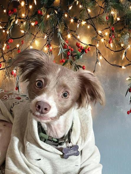 Enlarge Lucky, a ADOPTABLE mixed breed in Oakley, CA image 2/2