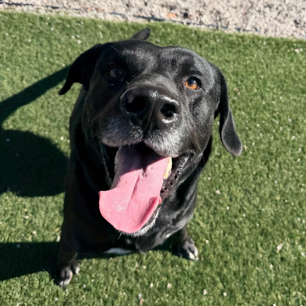 Enlarge Boss, a Adoptable Black Labrador Retriever in Newport, NC image 1/6