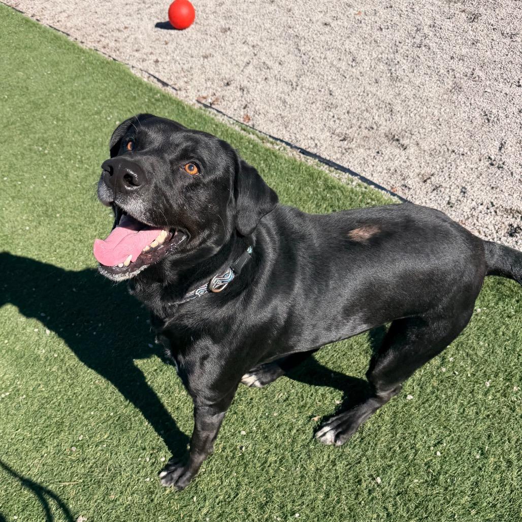 Enlarge Boss, a Adoptable Black Labrador Retriever in Newport, NC image 2/6