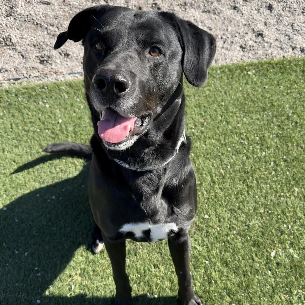 Enlarge Boss, a Adoptable Black Labrador Retriever in Newport, NC image 3/6