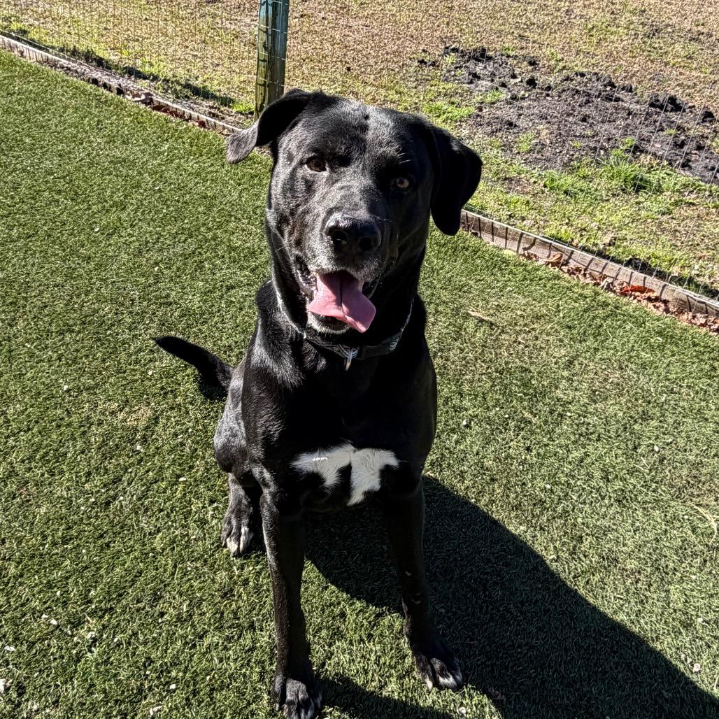 Enlarge Boss, a Adoptable Black Labrador Retriever in Newport, NC image 4/6