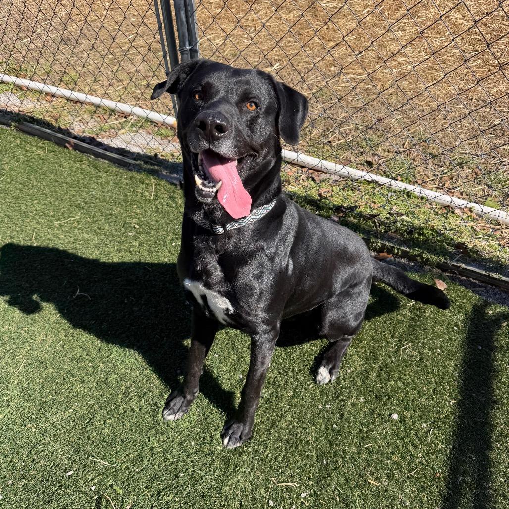 Enlarge Boss, a Adoptable Black Labrador Retriever in Newport, NC image 5/6