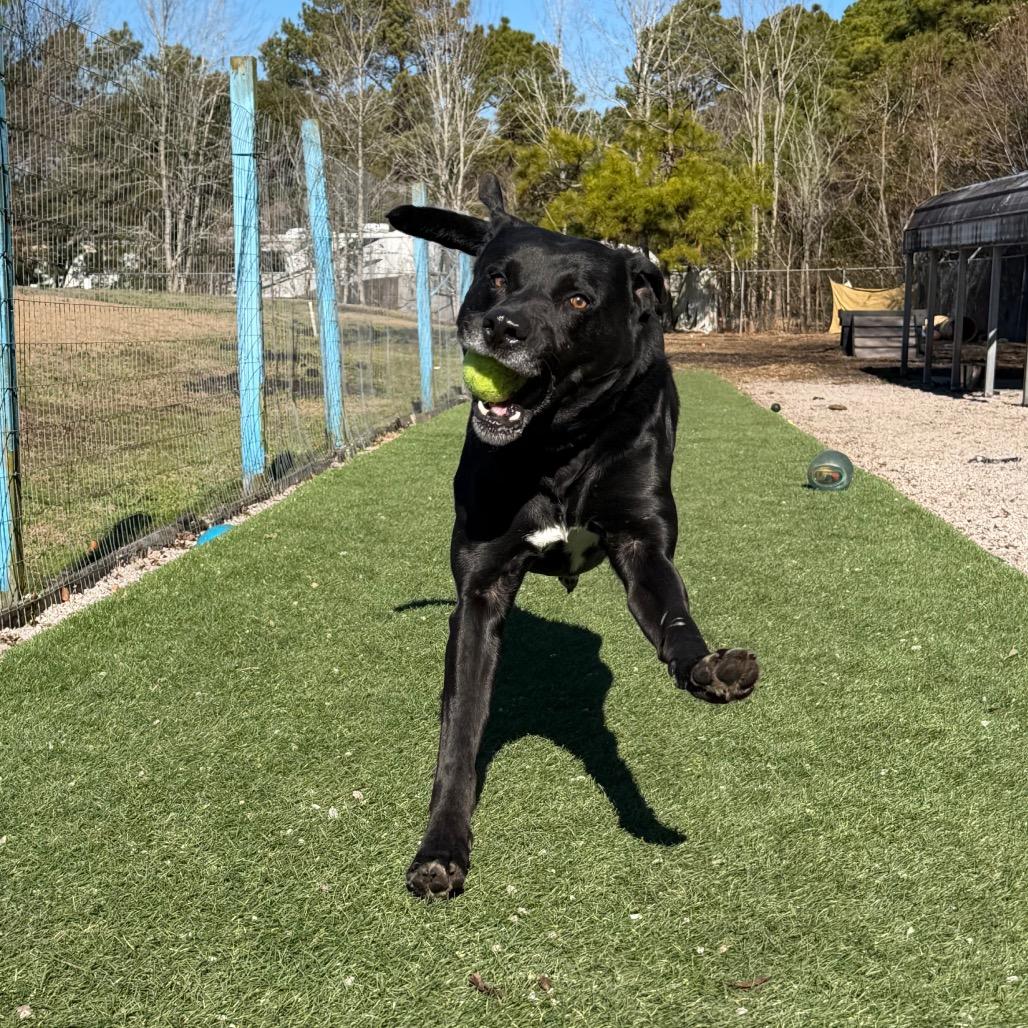 Enlarge Boss, a Adoptable Black Labrador Retriever in Newport, NC image 6/6