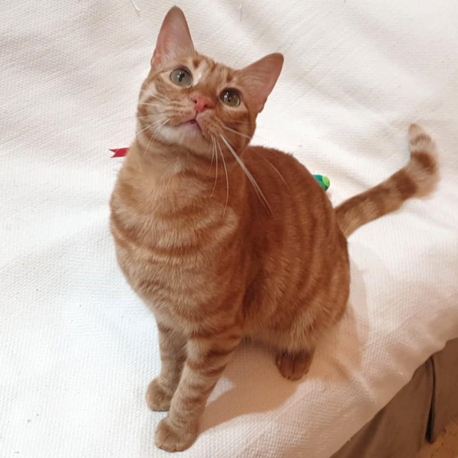 Mama Mia Zalabya (Major Mushball) - Foster urgently needed by April 11, 2026, ADOPTABLE, Adult Male Egyptian Mau.