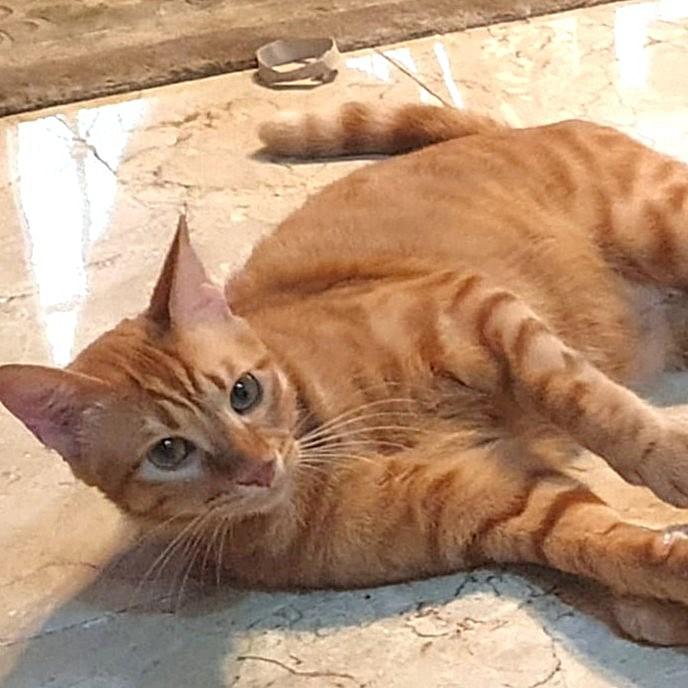 Mama Mia Zalabya (Major Mushball) - Foster urgently needed by April 11, 2026, a ADOPTABLE Egyptian Mau in Mississauga, ON image 3/6