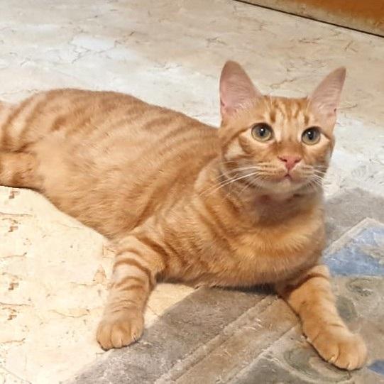 Mama Mia Zalabya (Major Mushball) - Foster urgently needed by April 11, 2026, a ADOPTABLE Egyptian Mau in Mississauga, ON image 6/6