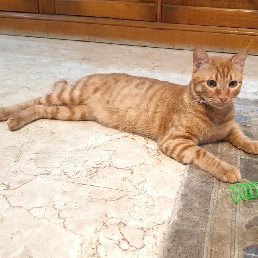 Mama Mia Zalabya (Major Mushball) - Foster urgently needed by April 11, 2026, a ADOPTABLE Egyptian Mau in Mississauga, ON image 4/6