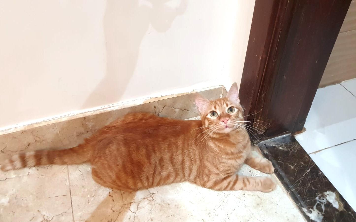 Mama Mia Zalabya (Major Mushball) - Foster urgently needed by April 11, 2026, a ADOPTABLE Egyptian Mau in Mississauga, ON image 5/6