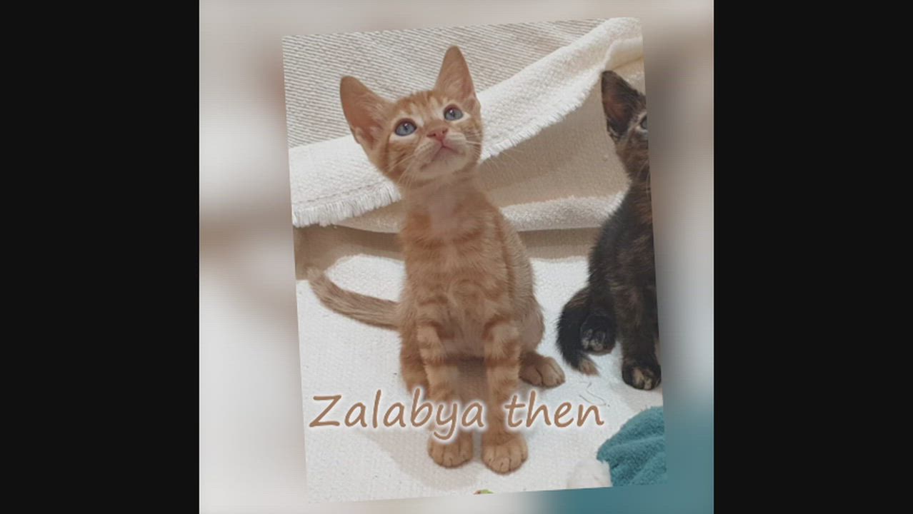 Enlarge Mama Mia Zalabya (Major Mushball) - Foster urgently needed by April 11, 2026, a ADOPTABLE Egyptian Mau in Mississauga, ON video 2/6