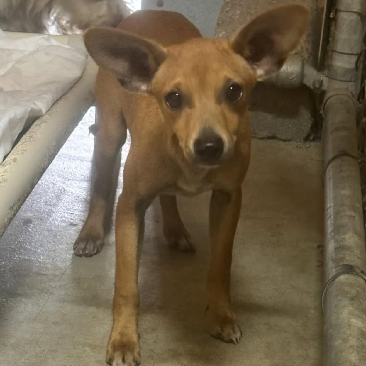 Trip and Triscuit — Tiny Guys Need Urgent Foster, ADOPTABLE, Young Male Chihuahua.