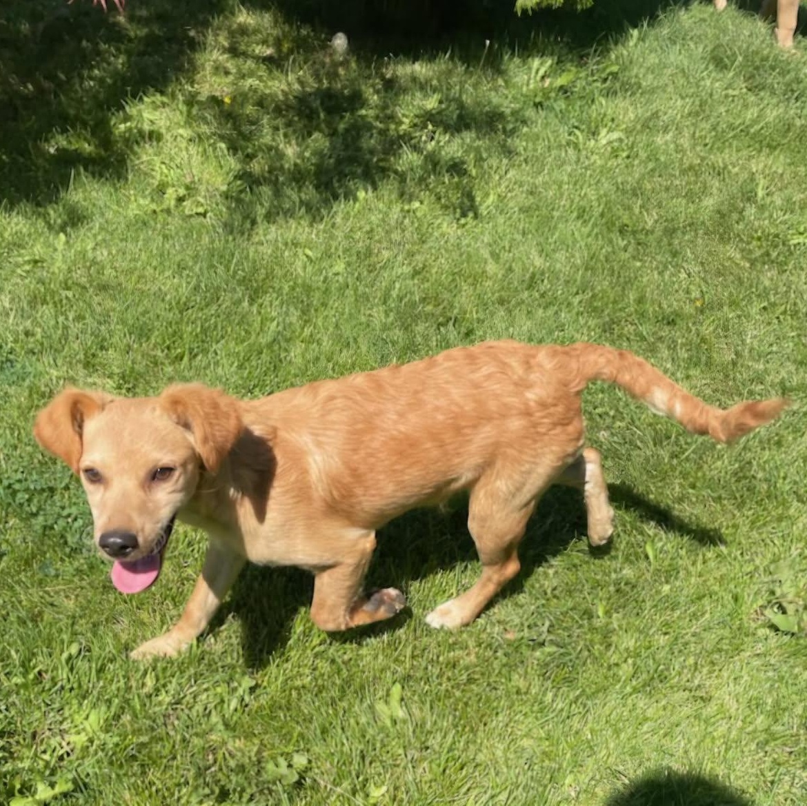 Enlarge Trip and Triscuit — Tiny Guys Need Urgent Foster, a ADOPTABLE mixed breed in Seattle, WA image 3/3