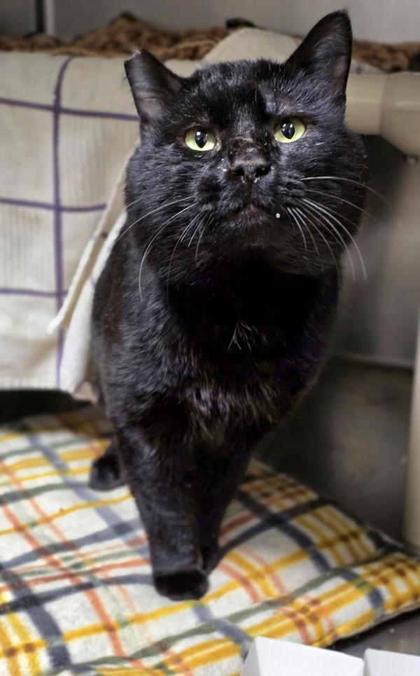 Sonder, Adoptable, Adult Male Domestic Short Hair.