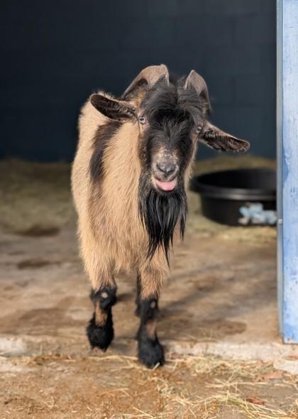 Enlarge Dr. Dillamond, a Adoptable mixed breed in New Orleans, LA image 1/3