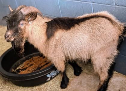 Enlarge Dr. Dillamond, a Adoptable mixed breed in New Orleans, LA image 2/3