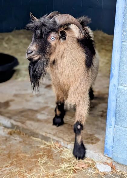 Enlarge Dr. Dillamond, a Adoptable mixed breed in New Orleans, LA image 3/3