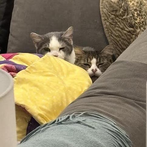 Franklin Parsons, Adoptable, Adult Male Domestic Medium Hair.