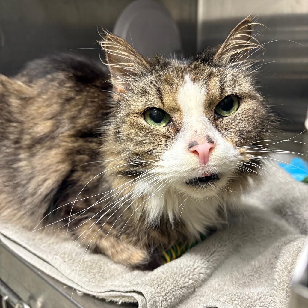 Enlarge Franklin Parsons, a Adoptable Domestic Medium Hair in Oak Park, IL image 2/6